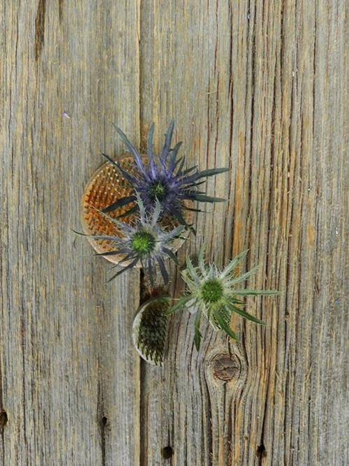 BLUE ERYNGIUM